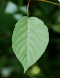 Actinidia polygama