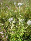 Echinops sphaerocephalus