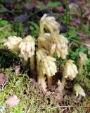 Hypopitys monotropa. Цветущие растения. Беларусь, г. Минск, мкр-н Сосны, зарастающая просека в хвойном лесу. 22.07.2017.