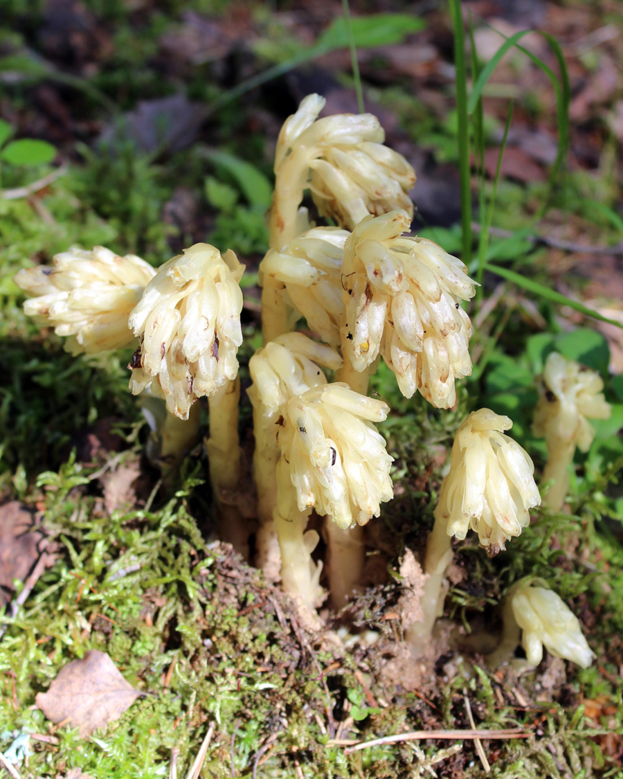 Image of Hypopitys monotropa specimen.