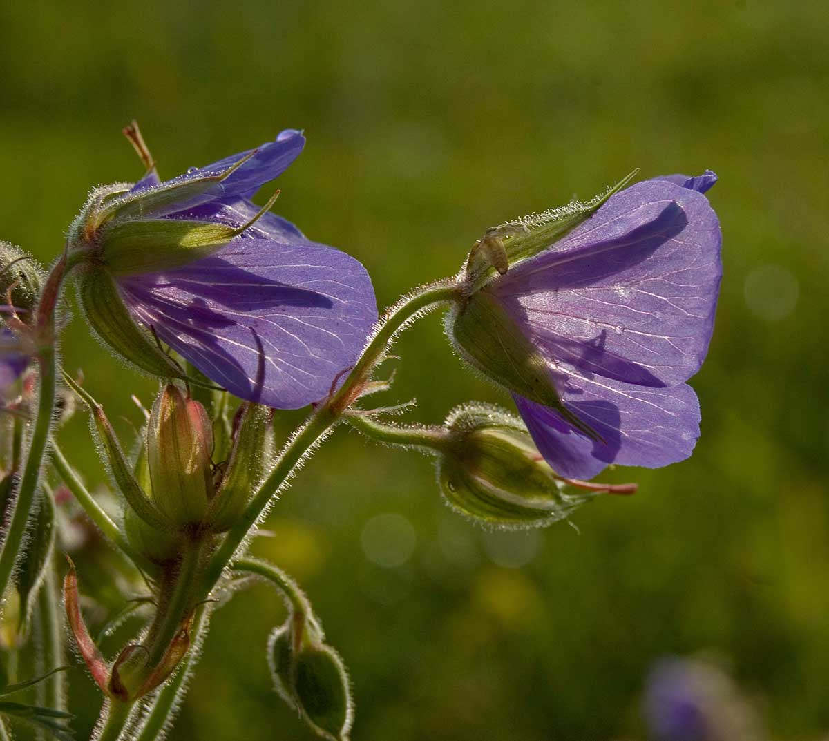 Image of Geranium pratense specimen.
