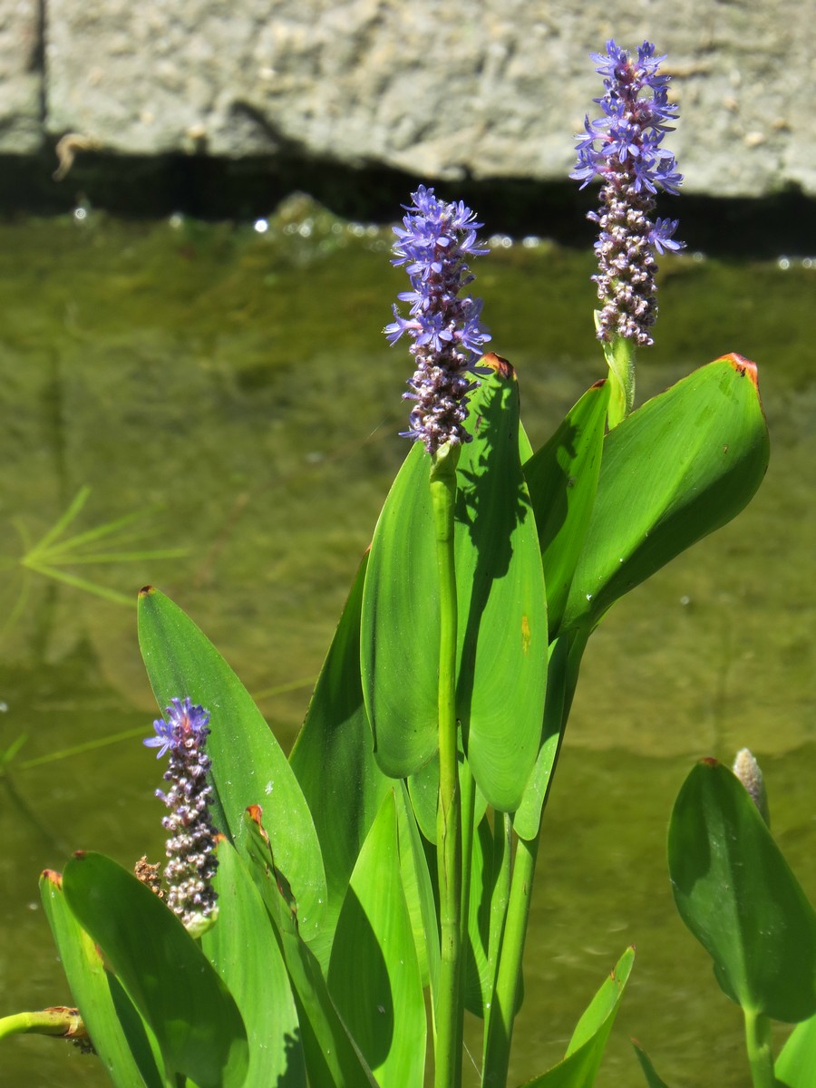 Изображение особи Pontederia cordata.