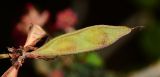 Calliandra californica