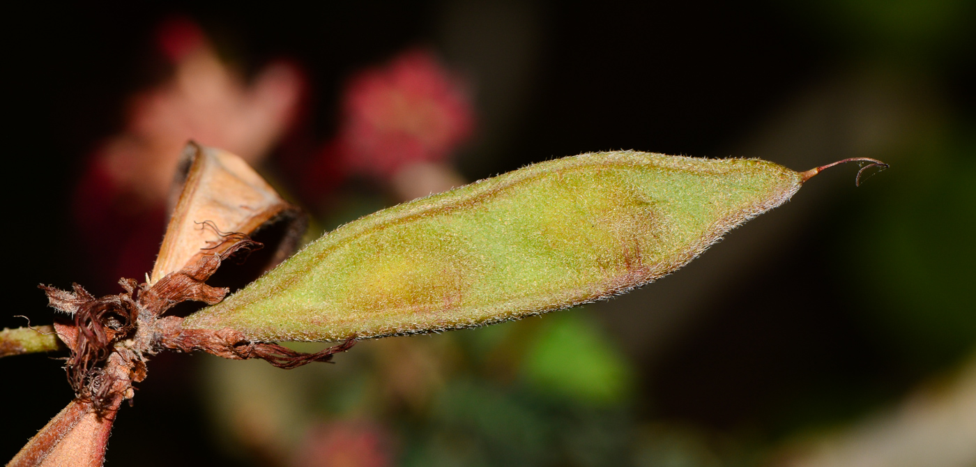 Image of Calliandra californica specimen.