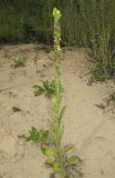 Verbascum thapsus. Отцветающее растение. Алтайский край, г. Барнаул, окр. пос. Южный, отвал песка у дороги вдоль просеки с луговой растительностью. 9 августа 2017 г.