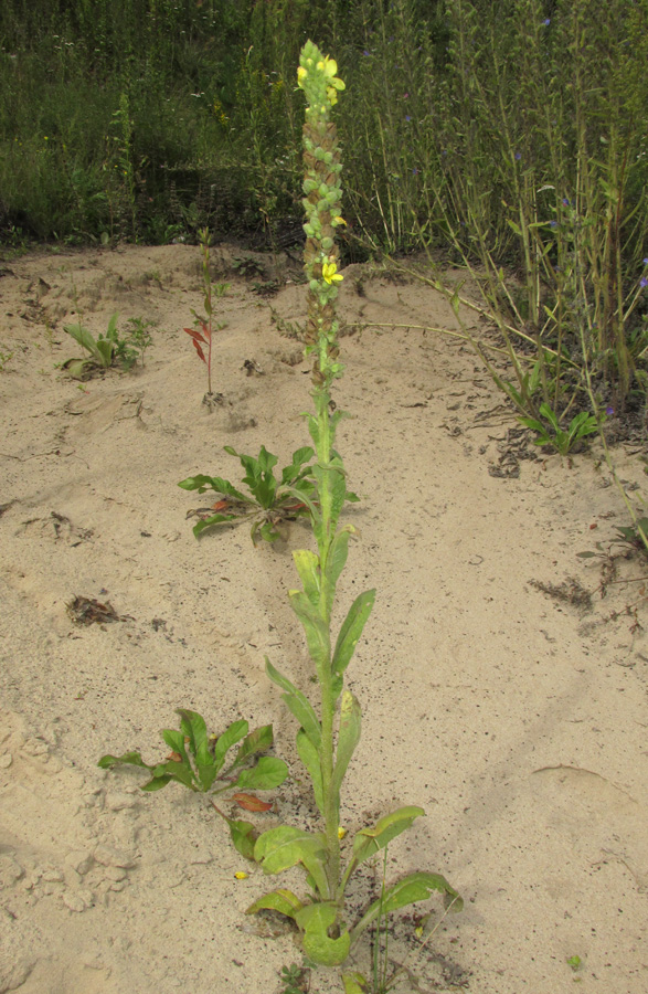 Изображение особи Verbascum thapsus.