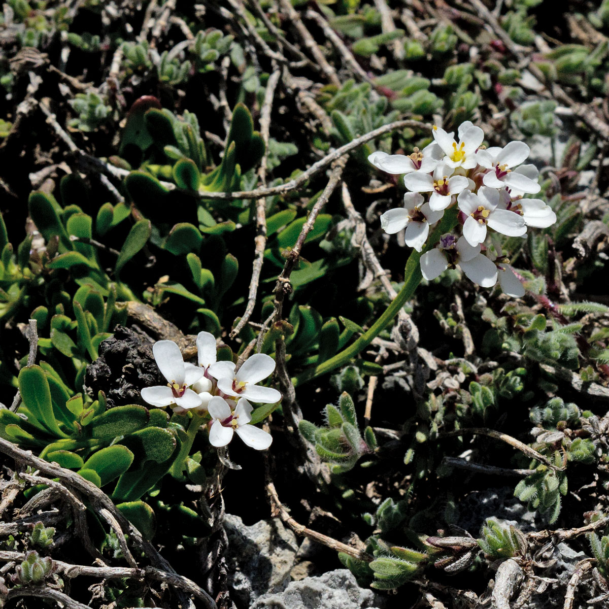 Изображение особи Iberis sempervirens.