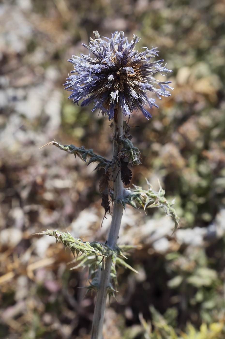 Изображение особи Echinops ritro.