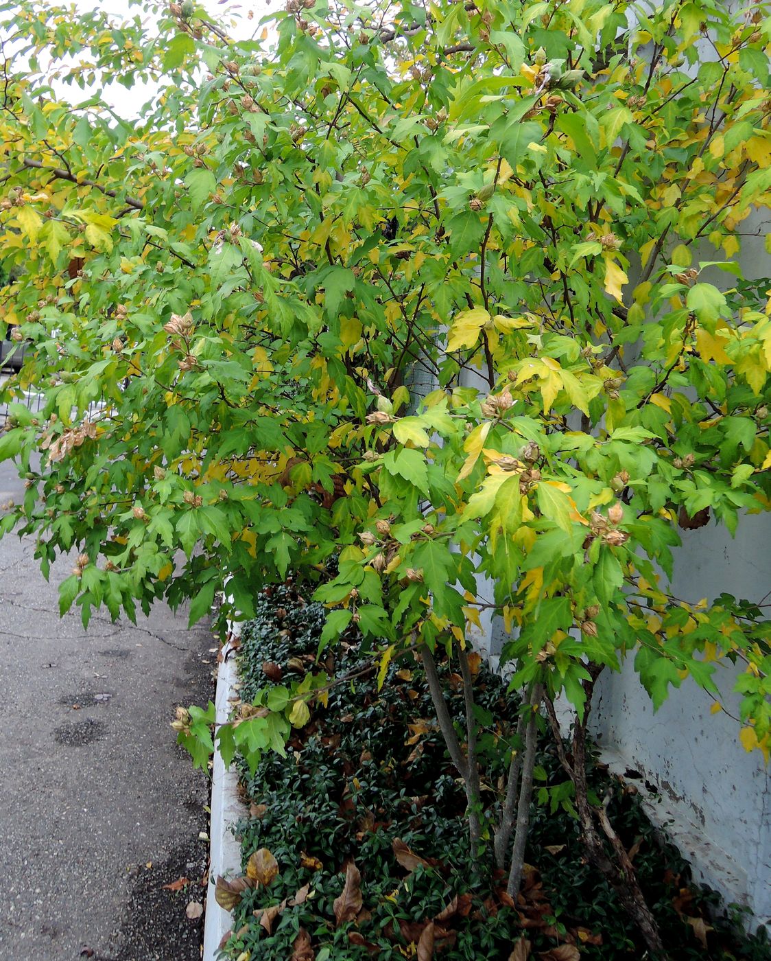 Image of Hibiscus syriacus specimen.
