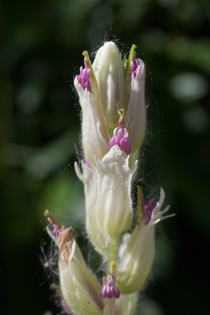 Изображение особи Castilleja lapponica.