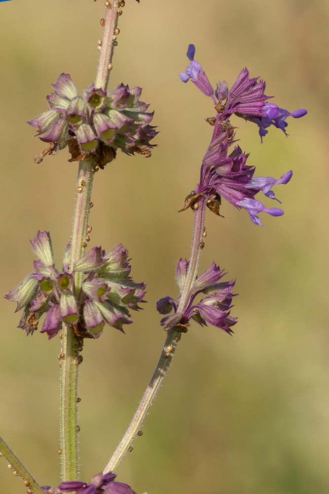 Изображение особи Salvia verticillata.