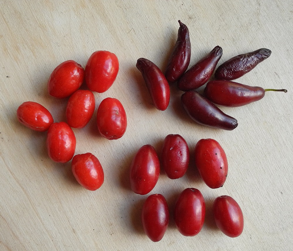 Image of Cornus mas specimen.
