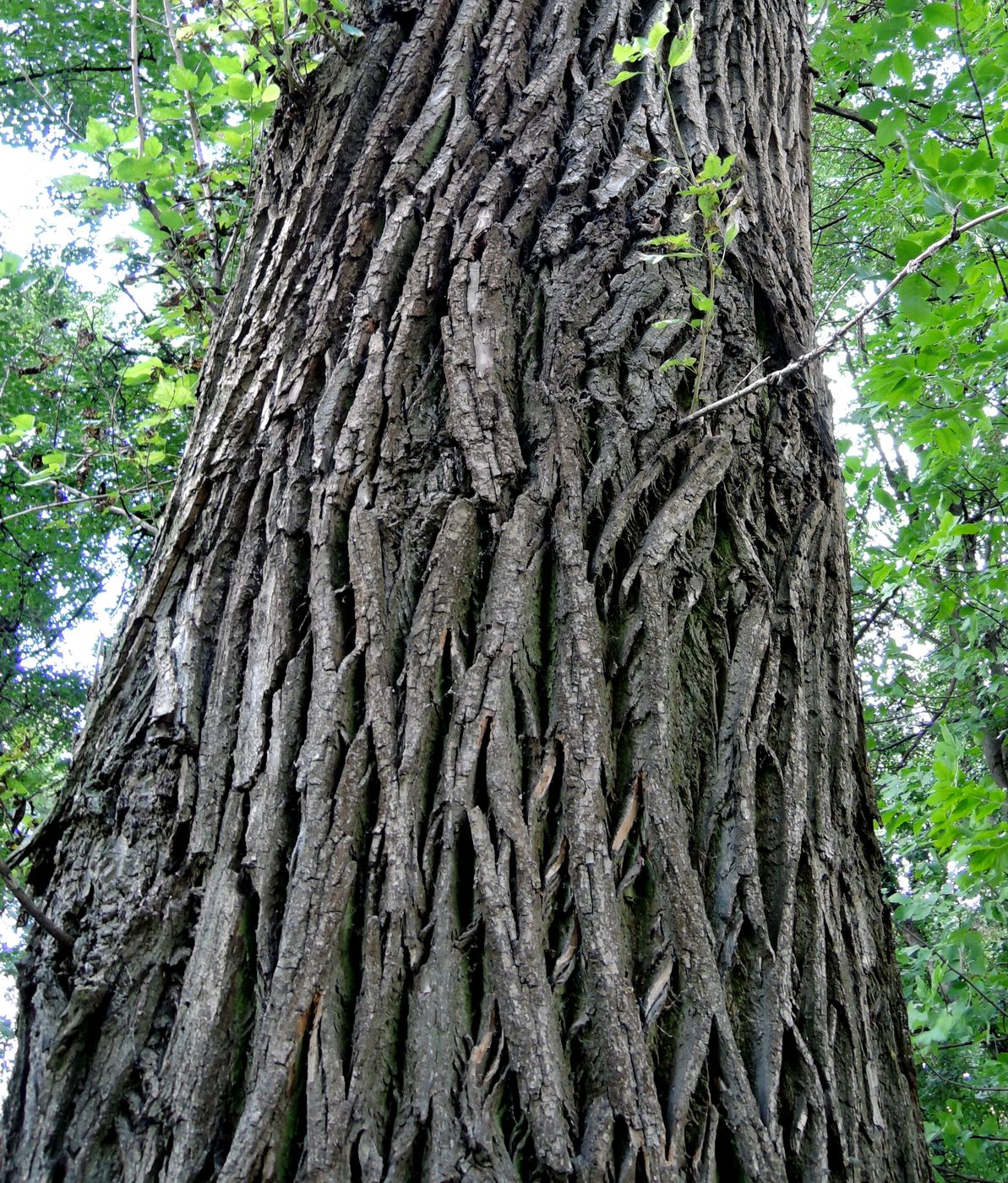 Image of Populus &times; sibirica specimen.