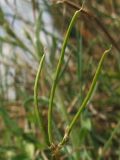 Securigera cretica