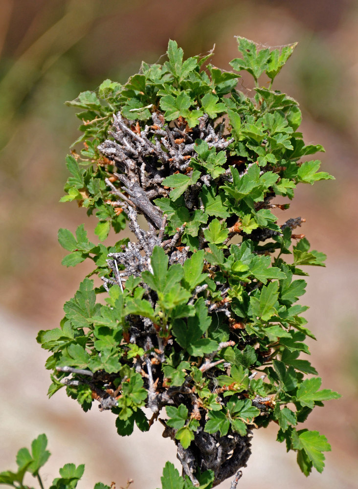 Изображение особи Ribes pulchellum.