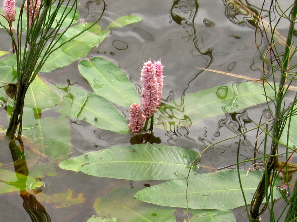 Image of Persicaria amphibia specimen.