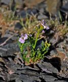 Dontostemon crassifolius. Цветущее растение. Монголия, аймак Баян-Улгий, берег оз. Дунд-Нуур, ≈ 2100 м н.у.м., осыпающийся каменистый склон. 12.06.2017.