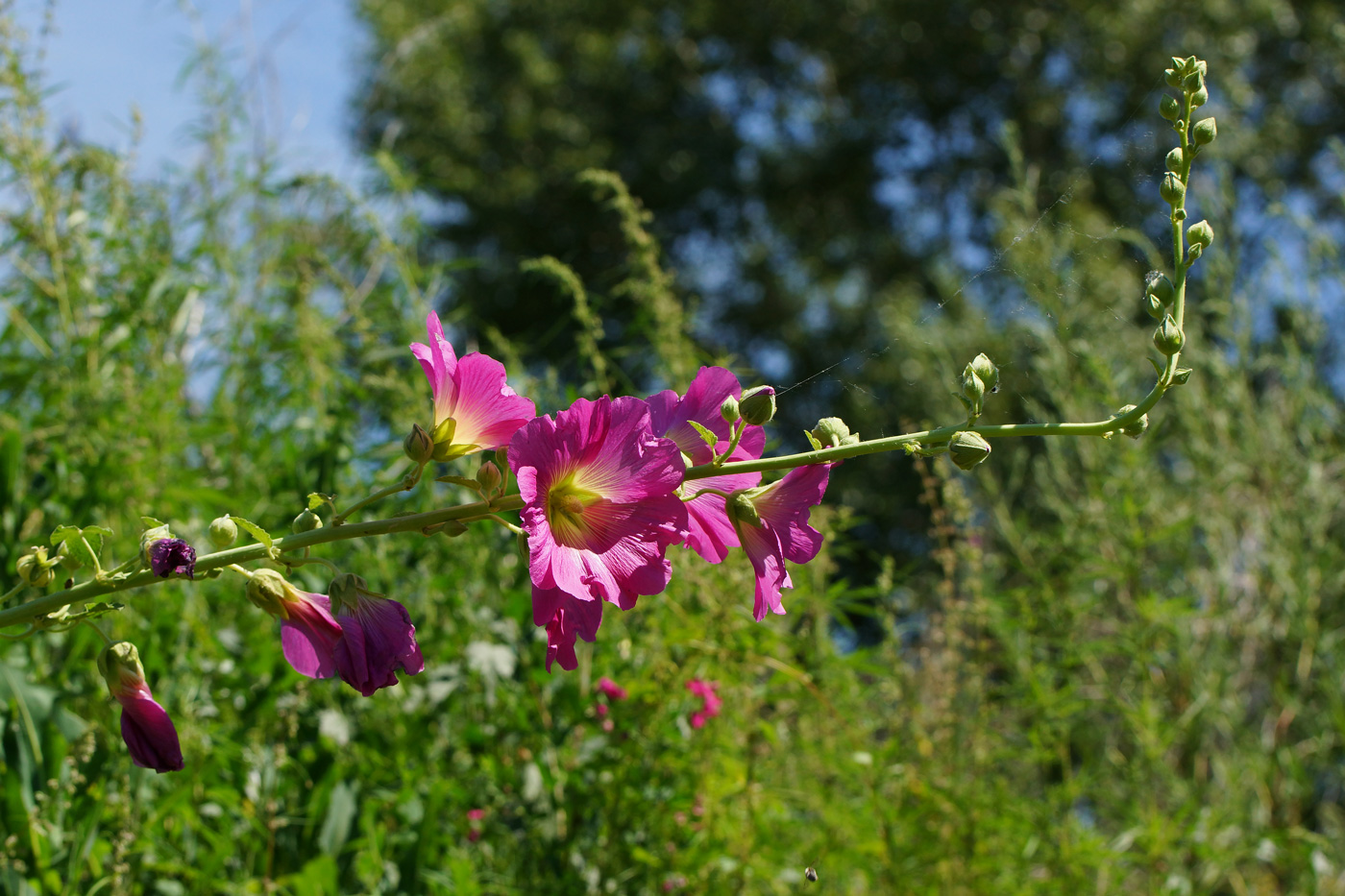 Изображение особи Alcea rosea.