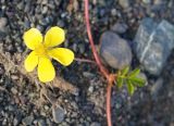 Potentilla anserina