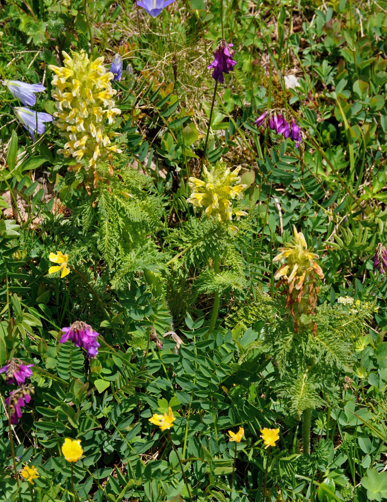 Изображение особи Pedicularis condensata.