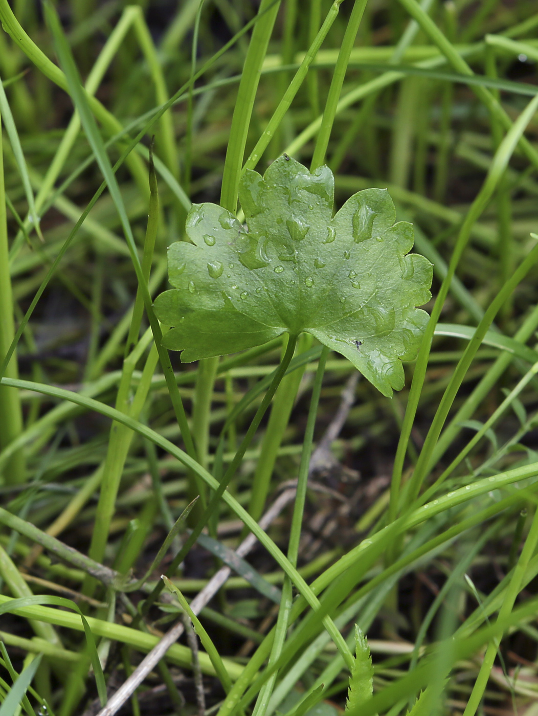 Изображение особи Ranunculus auricomus.