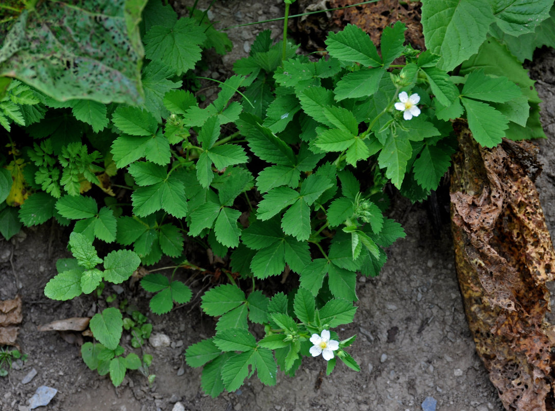 Image of Potentilla elatior specimen.