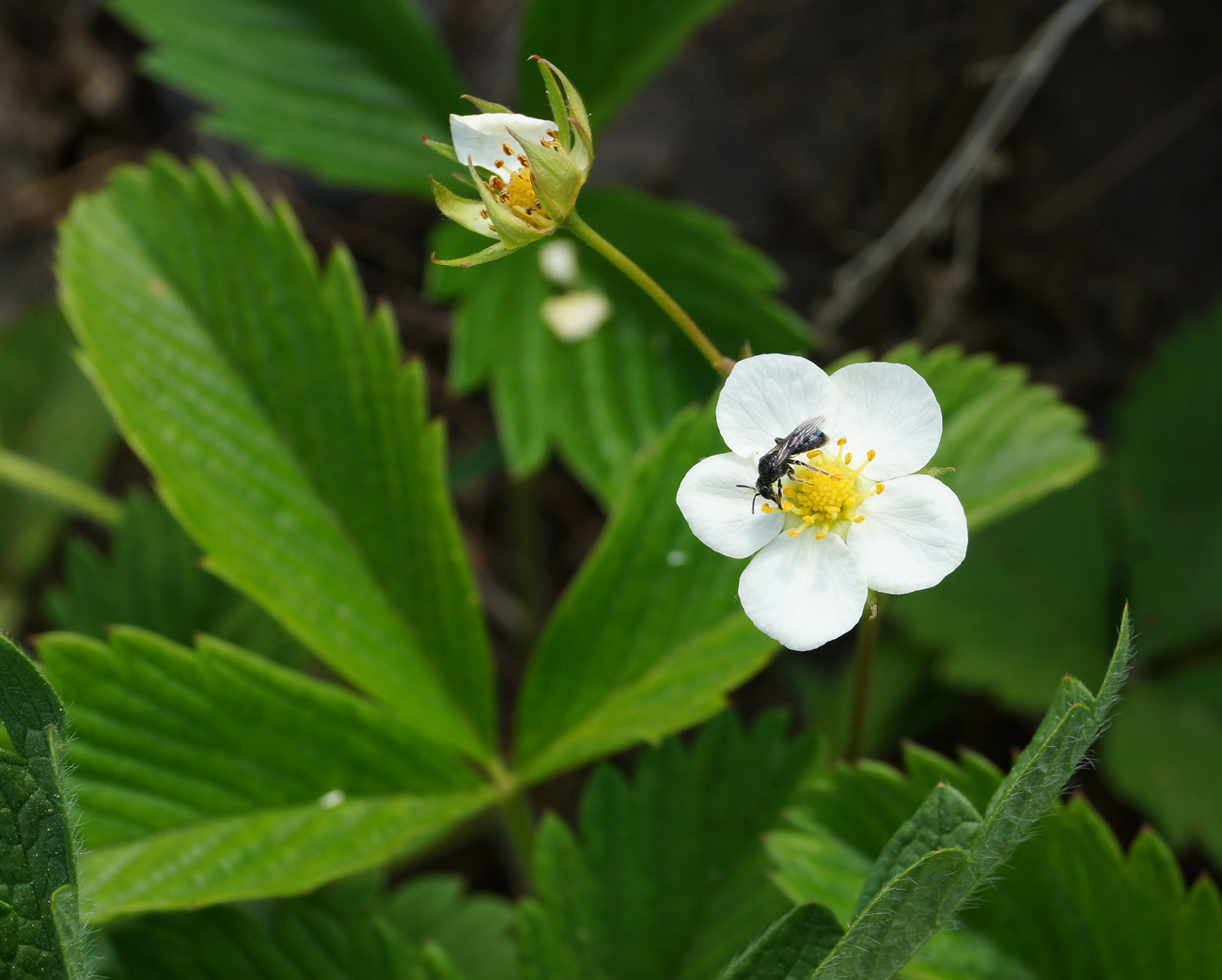 Image of Fragaria viridis specimen.