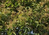 Ligustrum lucidum