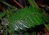 Anisophyllea disticha. Побег. Малайзия, штат Саравак, национальный парк Бако; о-в Калимантан, влажный тропический лес. 08.05.2017.