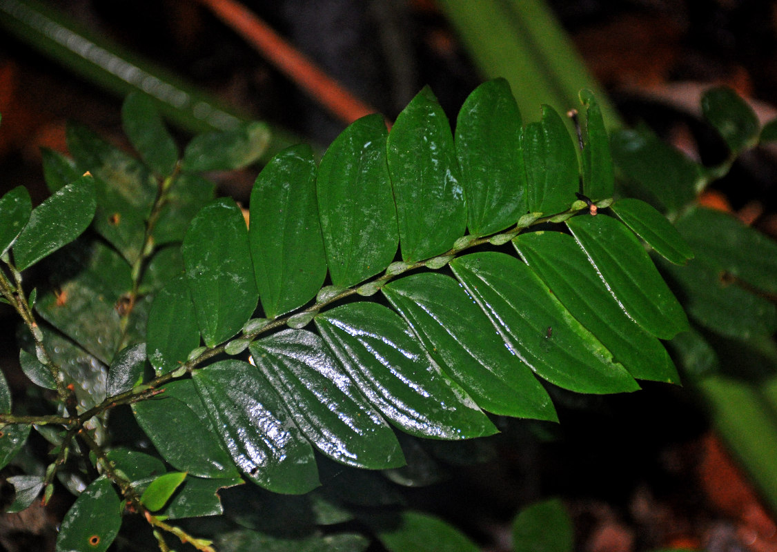 Изображение особи Anisophyllea disticha.