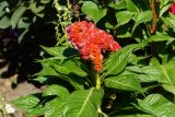 Celosia cristata