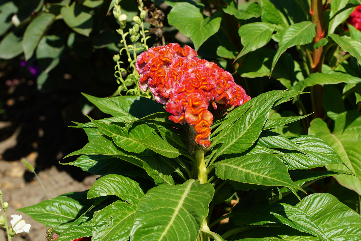 Image of Celosia cristata specimen.