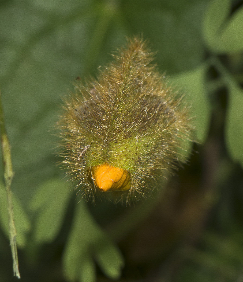 Image of Thunbergia gregorii specimen.