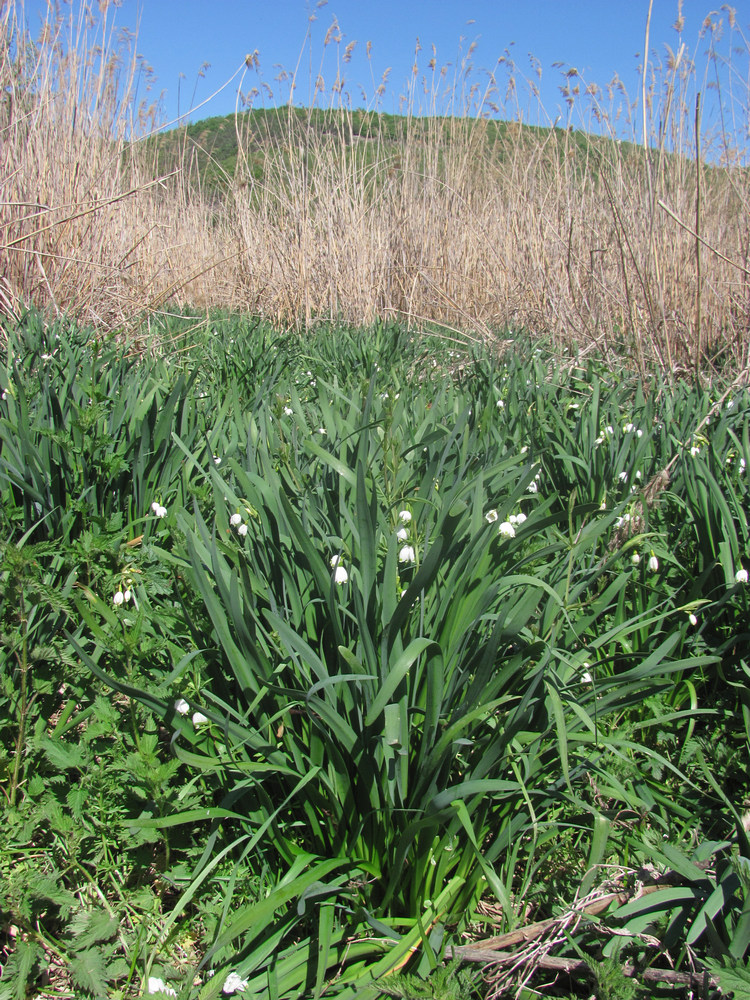 Изображение особи Leucojum aestivum.