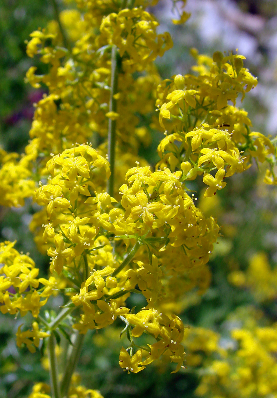 Image of Galium verum specimen.