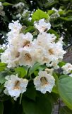 Catalpa bignonioides. Цветки и кормящаяся муха. Краснодарский край, г. Тихорецк, в озеленении. 24.05.2018.
