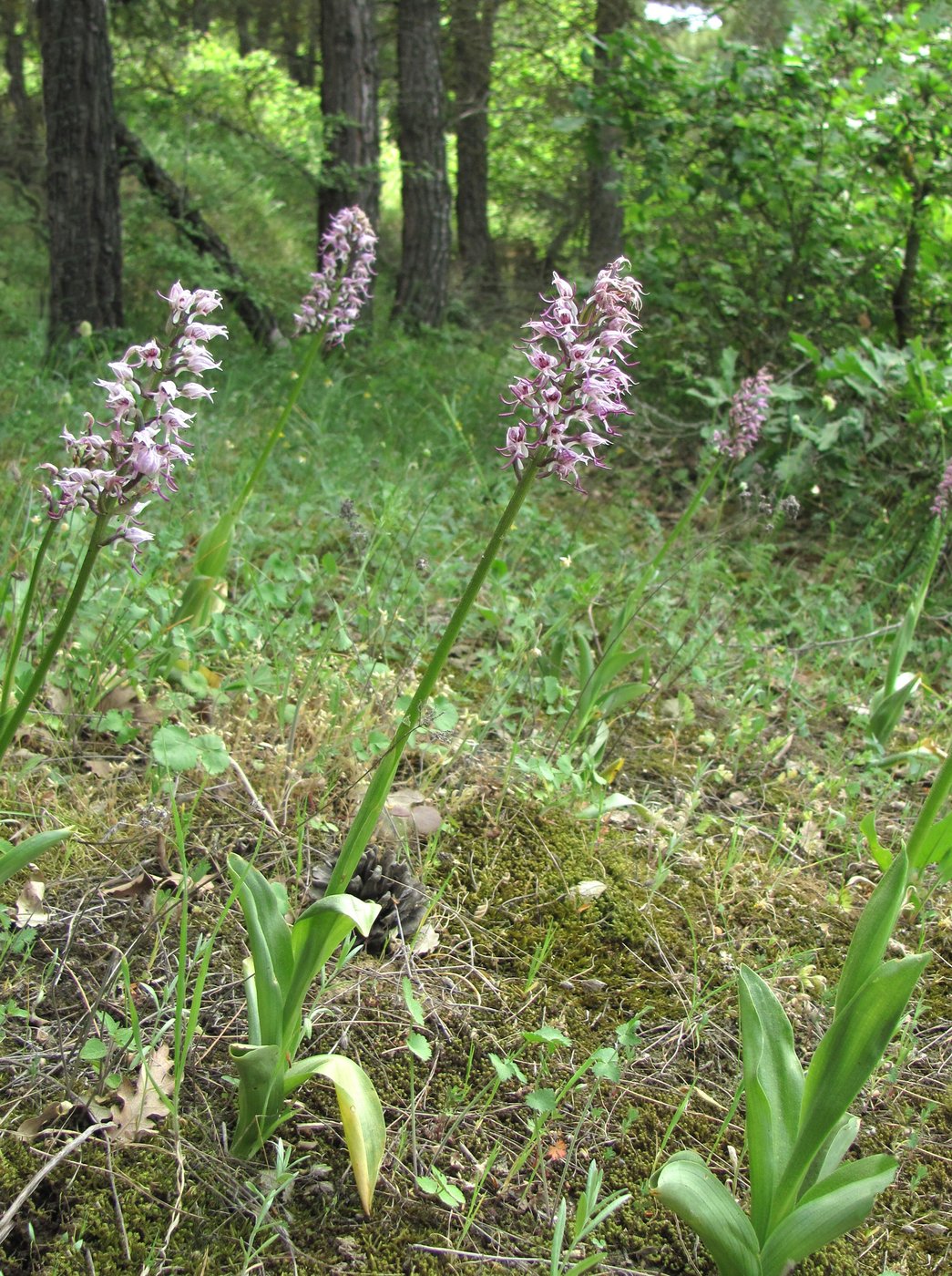 Image of Orchis simia specimen.