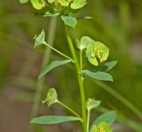 Image of taxon representative. Author is Мария Жукова