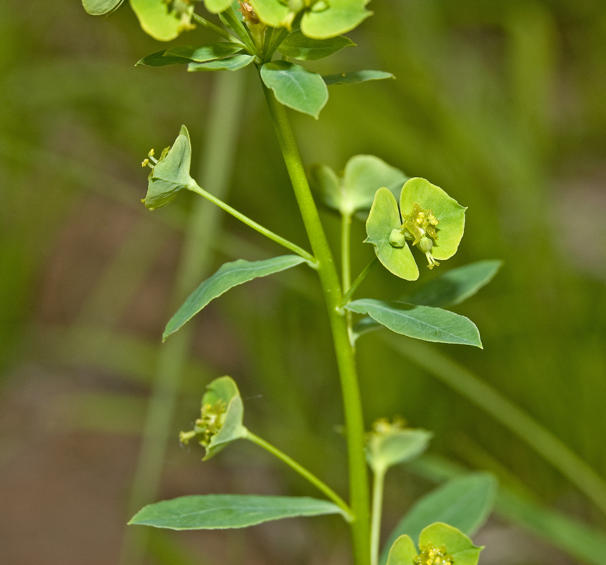 Изображение особи Euphorbia borodinii.