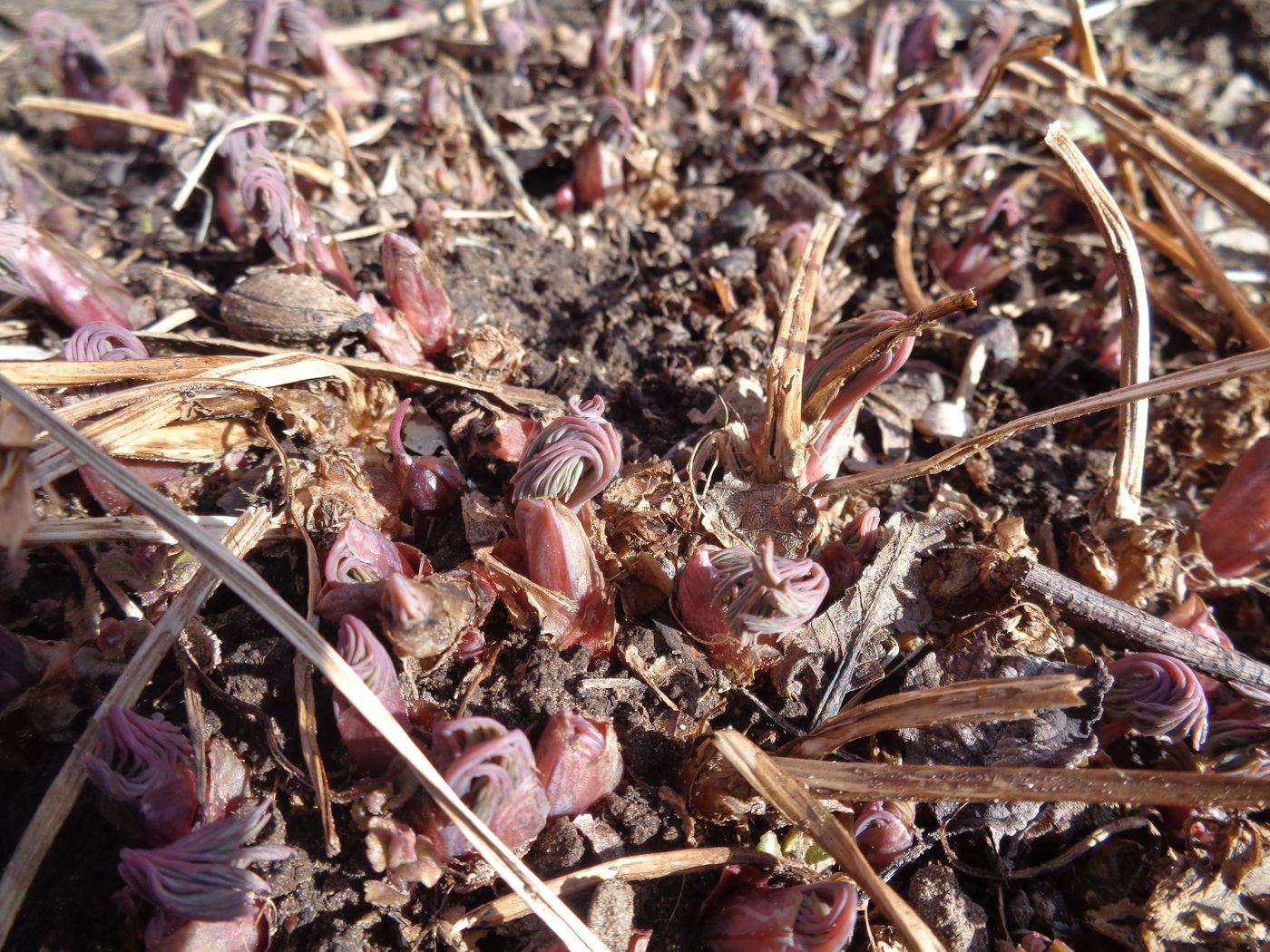 Image of Dicentra formosa specimen.