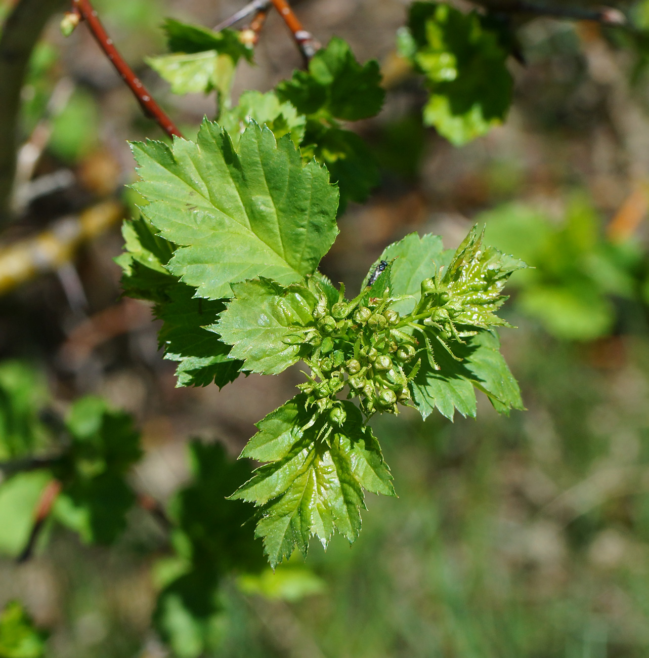 Изображение особи Crataegus chlorocarpa.