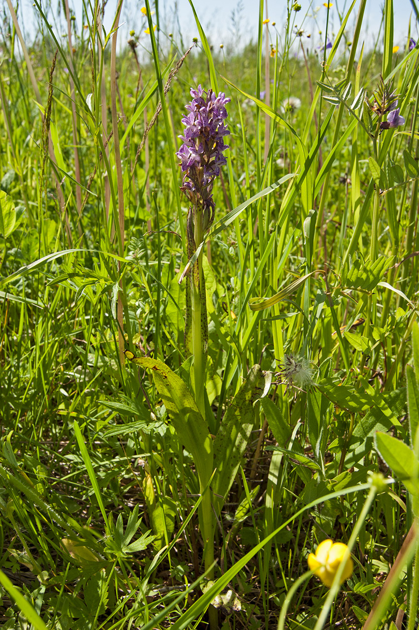 Изображение особи Dactylorhiza incarnata.