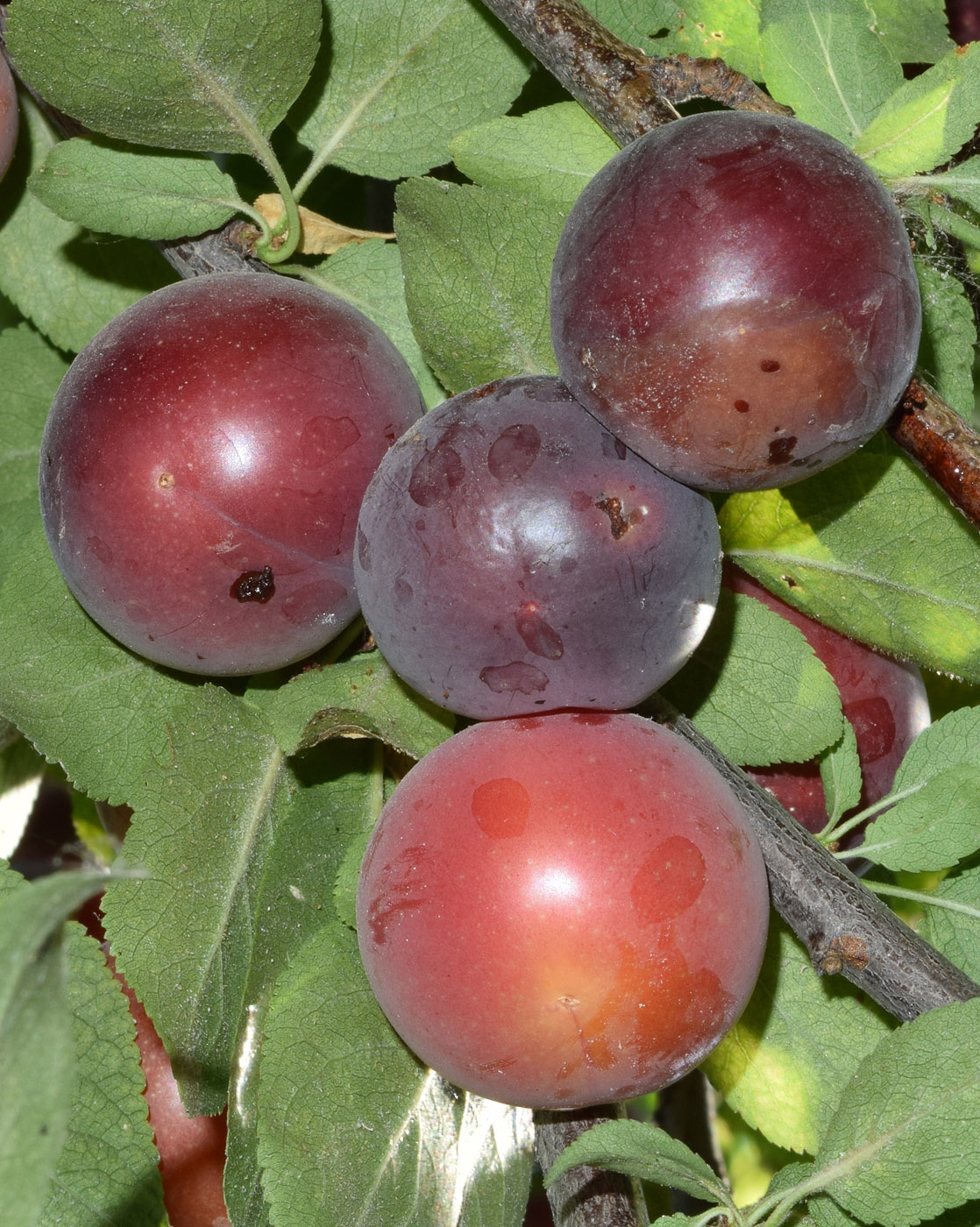 Изображение особи Prunus cerasifera.