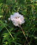 Anemone sylvestris