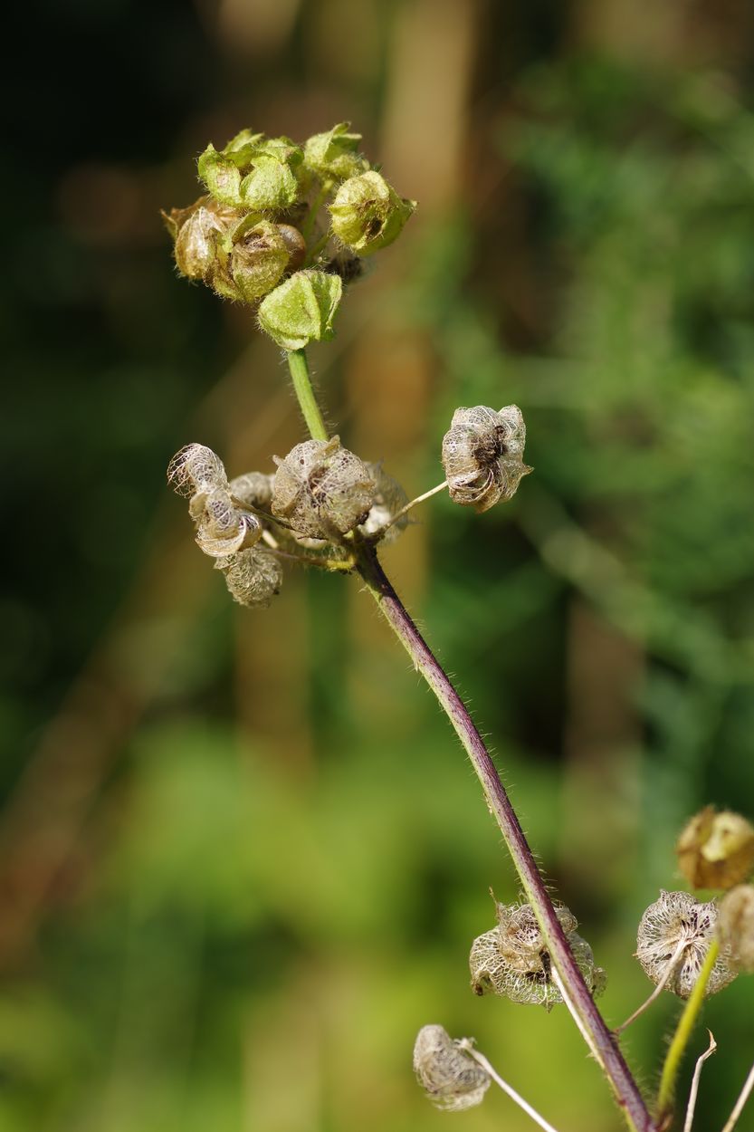 Image of Malva moschata specimen.