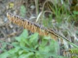 Carex cuspidata