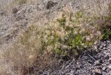 Cotinus coggygria. Плодоносящее растение. Южный берег Крыма, возле пос. Новый Свет, юго-западный склон горы Орёл (Коба-Кая). 12.08.2018.