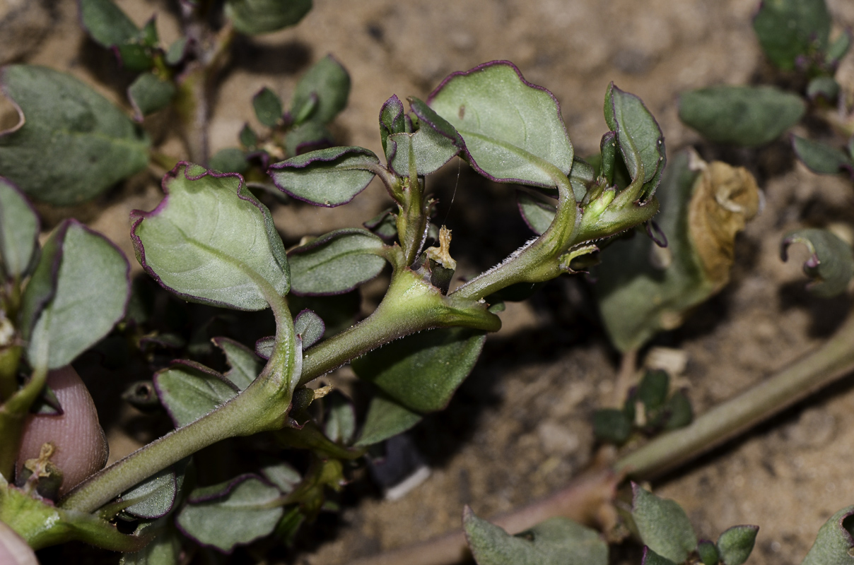 Image of Trianthema portulacastrum specimen.