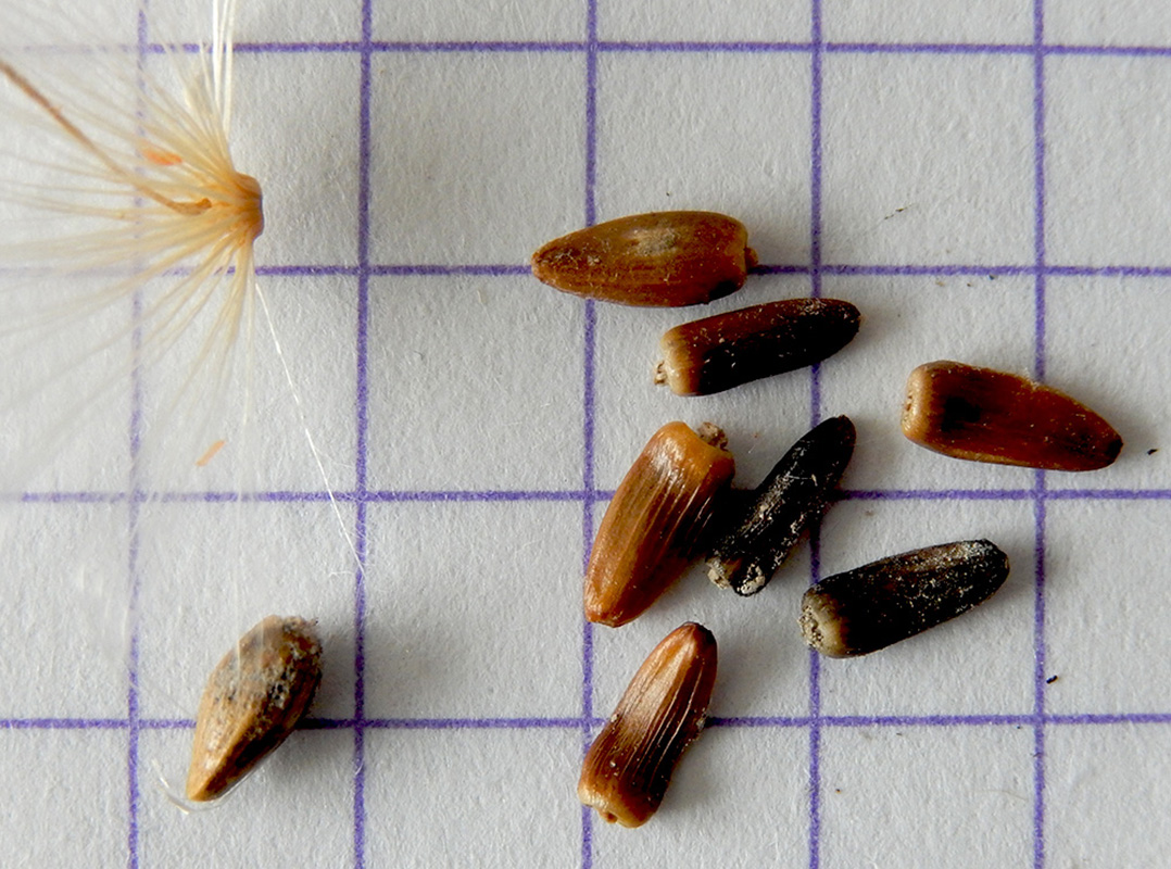 Image of Picnomon acarna specimen.