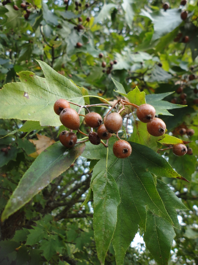 Изображение особи Sorbus torminalis.